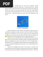 Download Salmonella Typhi by Ruchiyyih SN306795731 doc pdf