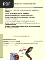 O Sistema Muscular