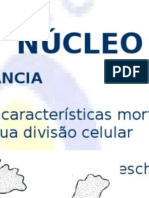 acidosnucleicos-nucleo.ppt