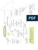 Photosynthesis Graphic Organizer