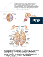 Neuroanatomiia
