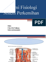 Tugas Anfis Sistem Perkemihan