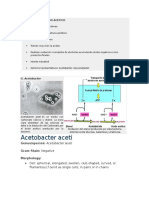 Bacterias Del Acido Acetico