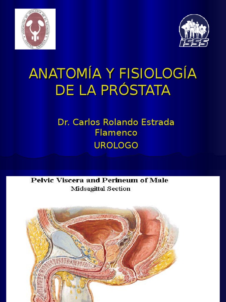 anatomia y fisiologia de la prostata slideshare nici un impuls de a urina motiv