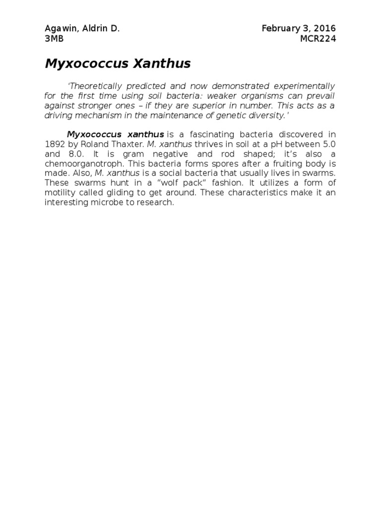 Myxococcus Xanthus Bacteria