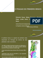 Pragas e Doenças Do Pinheiro Bravo