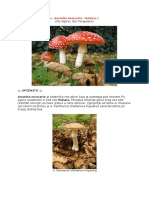 Amanita Muscaria