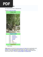 Download Kelapa sawit by ballet2 SN30695612 doc pdf