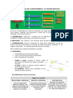 Bases Biológicas (Sist. Nervioso)