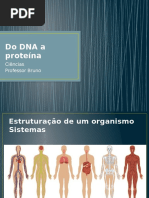 Do DNA a Proteína