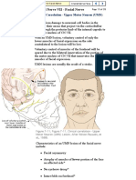 Yale- Cranial Nerve 7, Pg. 13