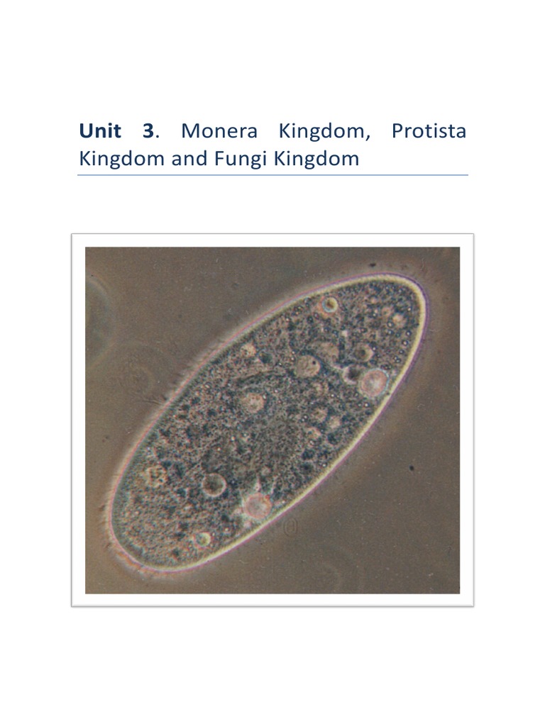 Monera, Protista, and Fungi Overview | PDF | Bacteria | Cell (Biology)