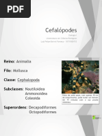 Cefalópodes 
