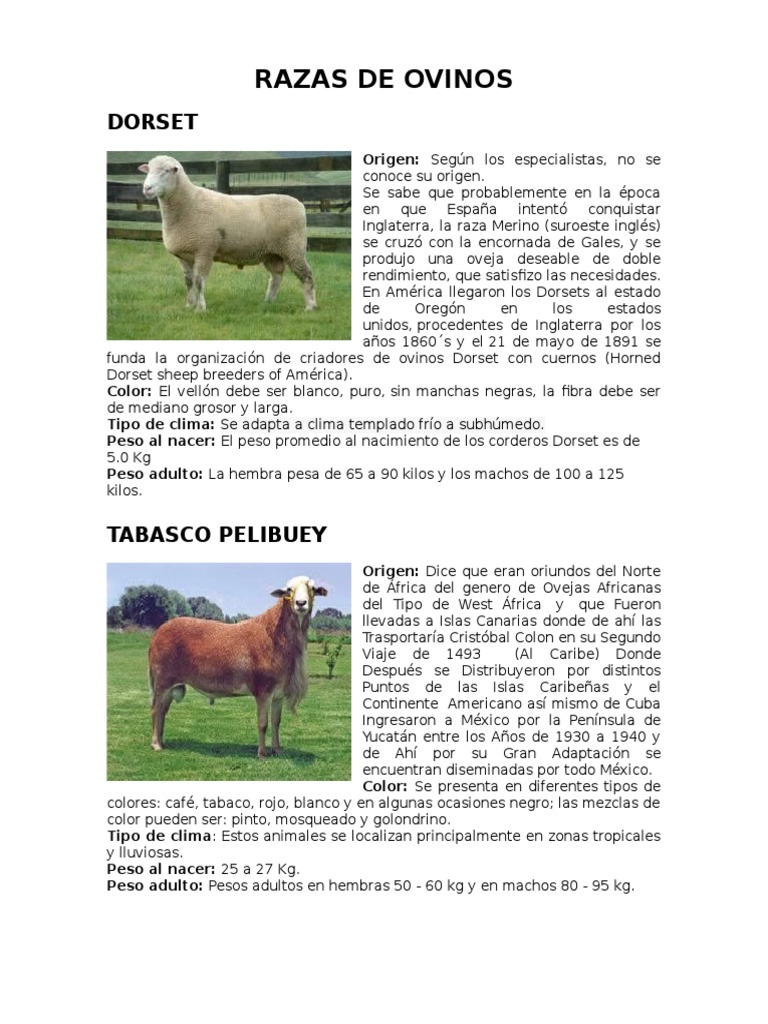 Razas de Ovinos