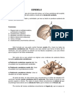 Sistema Nervioso Central. Cerebelo