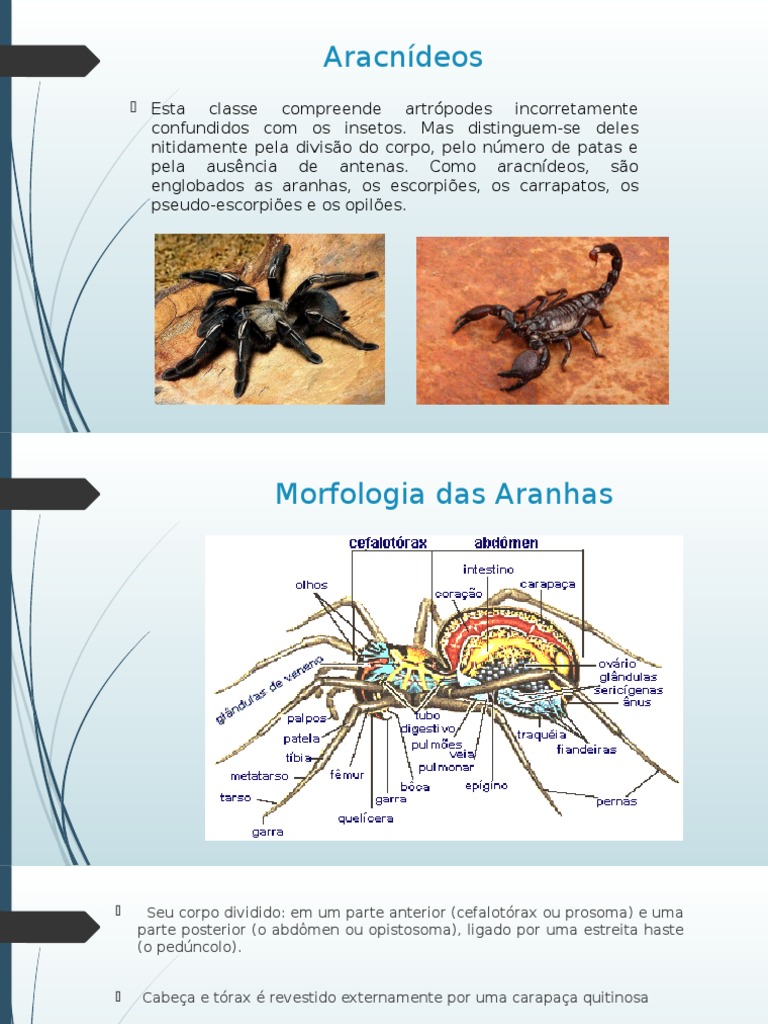 Aracnídeos Morfologia | PDF | Aranha | Especialidades médicas