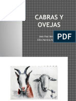 Cabras y Ovejas