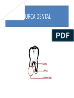 Furca Dental