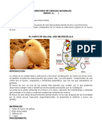 El Huevo de Gallina Macrocélula