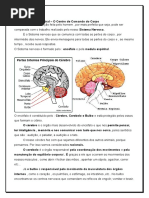 Docslide.com.Br Sistema Nervoso Atividades 5o Ano
