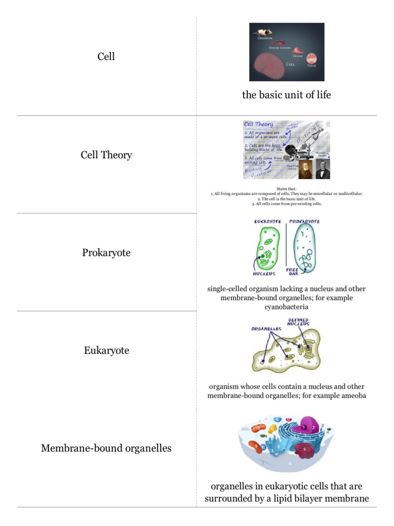 3Cell Structure Quizlet Cards.pdf Cell (Biology) Cell