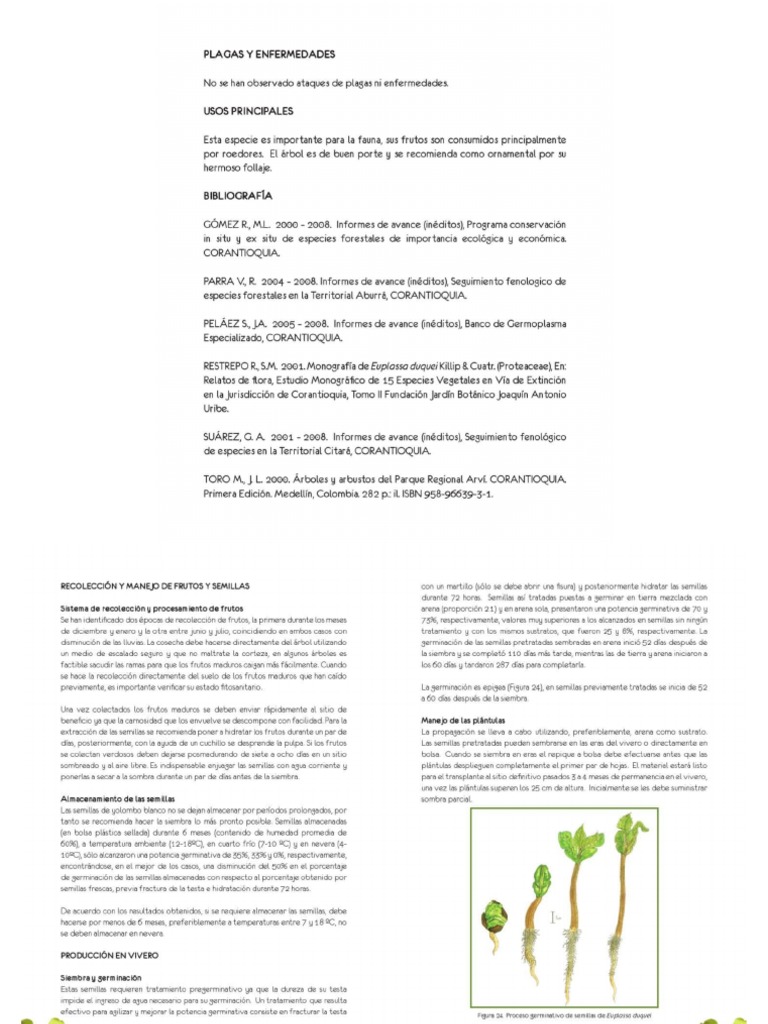 Manejo de Las Semillas y Propagacion de 12 Especies Forestales Nativas ...