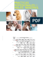 Practicas Pre Profesionales I: en Animales Menores