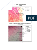 Gambar SPT II Histologi 2 Gambar