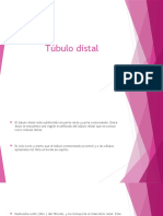 Túbulo Distal