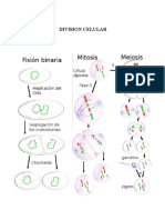 Division Celular