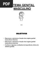 Sistema Genital Masculino 2014