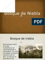 Bosque de Niebla