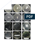 Gambar Praktikum Mikrobiologi Isolasi