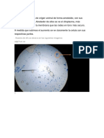 Informe de Moleculas. Especializadas