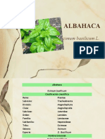 Albahaca 