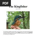 Download The Kingfisher - The etymology of kingfisher Alcedo atthis by jwr47 SN30767423 doc pdf