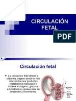 Circulacion Fetal Placenta