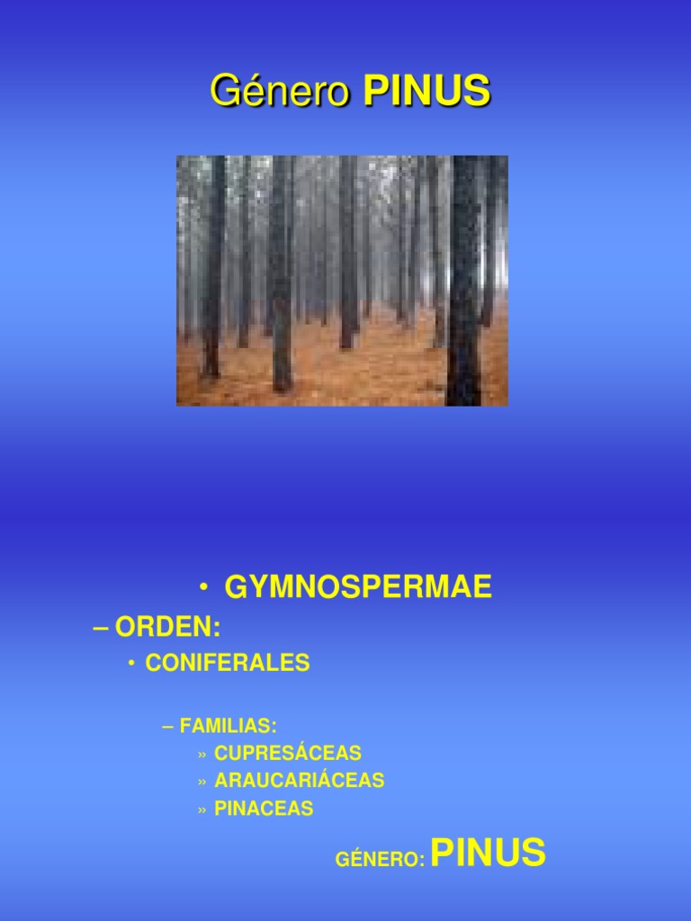 Género PINUS: Características y especies más importantes de los pinos ...