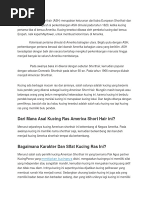Kucing American Shorthair  PDF