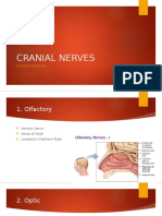 Cranial Nerves