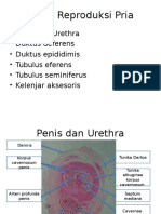 Histologi Organ Reproduksi Pria