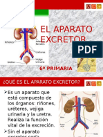 El Aparato Excretor