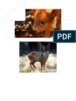 El Pudú es el ciervo más pequeño del mundo.docx
