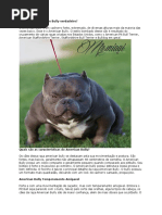 filhotes de american bully pocket microbully daxline miagiline