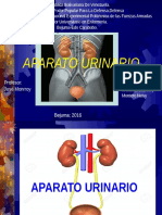 APARATO URINARIO.pptx