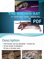 The Brown Rat