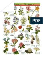 Wild Flowers - Pictionary