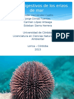Exposición Digestión de Erizo de mar.pptx