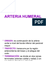 Arteria Humeral 1