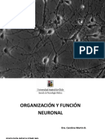 Anizaciony Funcion Neuronal
